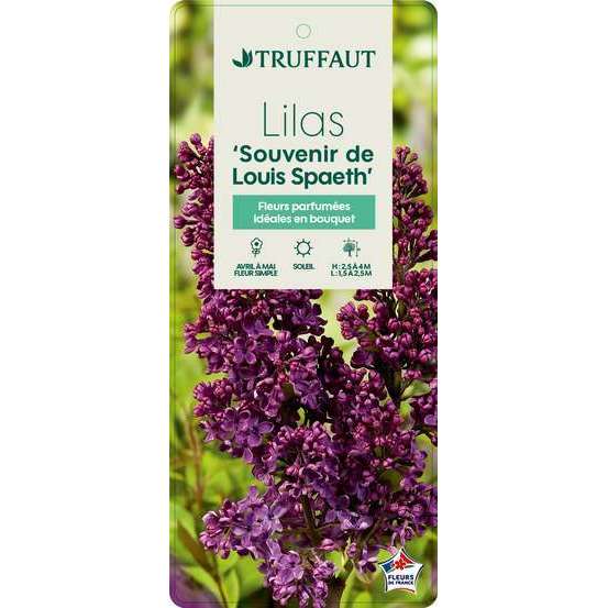 Syringa 'Souvenir de Louis Spaëth':pot 10L