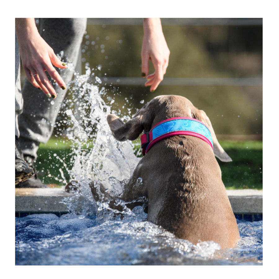 Coleira refrescante Freedog Cool Pro Tech, cor fúcsia, para cães.