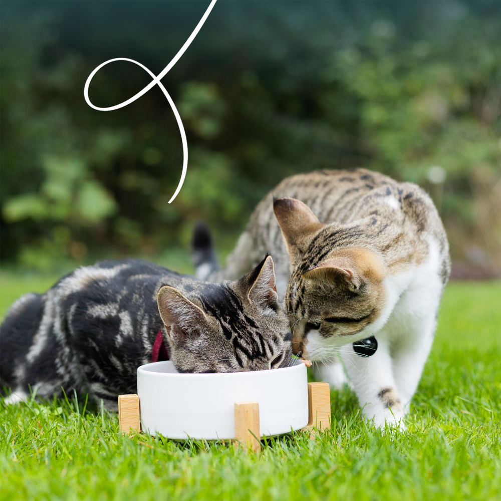 Yarrah - Bio Paté Kat - Kuipje - Kip en Kalkoen