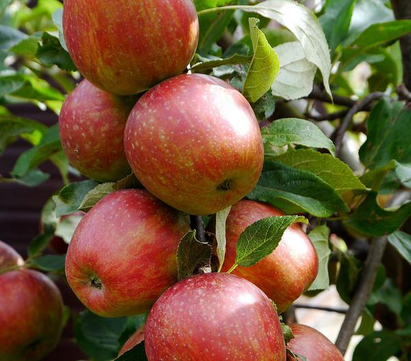 Säulenapfel 'Starcats'