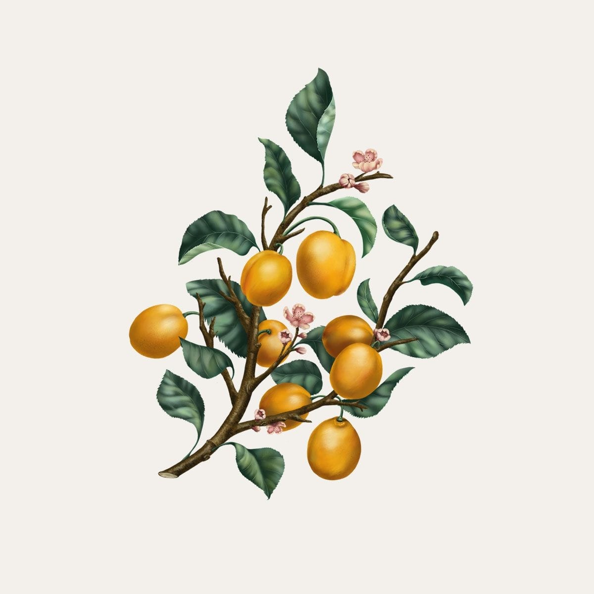 CARRIÈRE FRÈRES Mirabelle - Prunus Domestica Syrica Bougie Parfumée