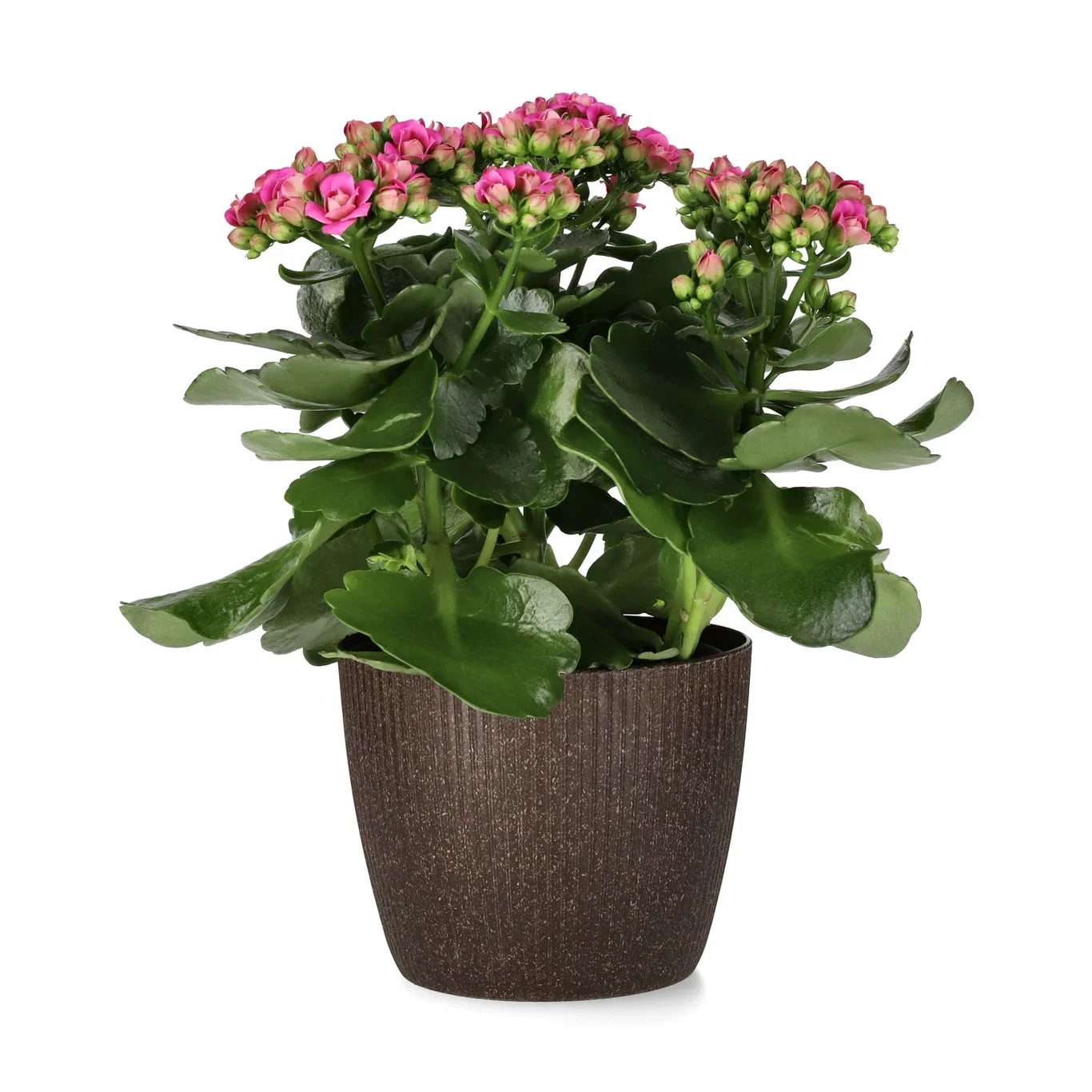 Kalanchoe maxi Dark Pink 14cm Ildtopp Høyde 30 cm