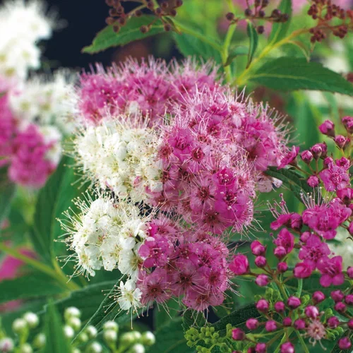 Spiraea japonica 'Genpei' Japanspirea 'Genpei' Ø22 cm