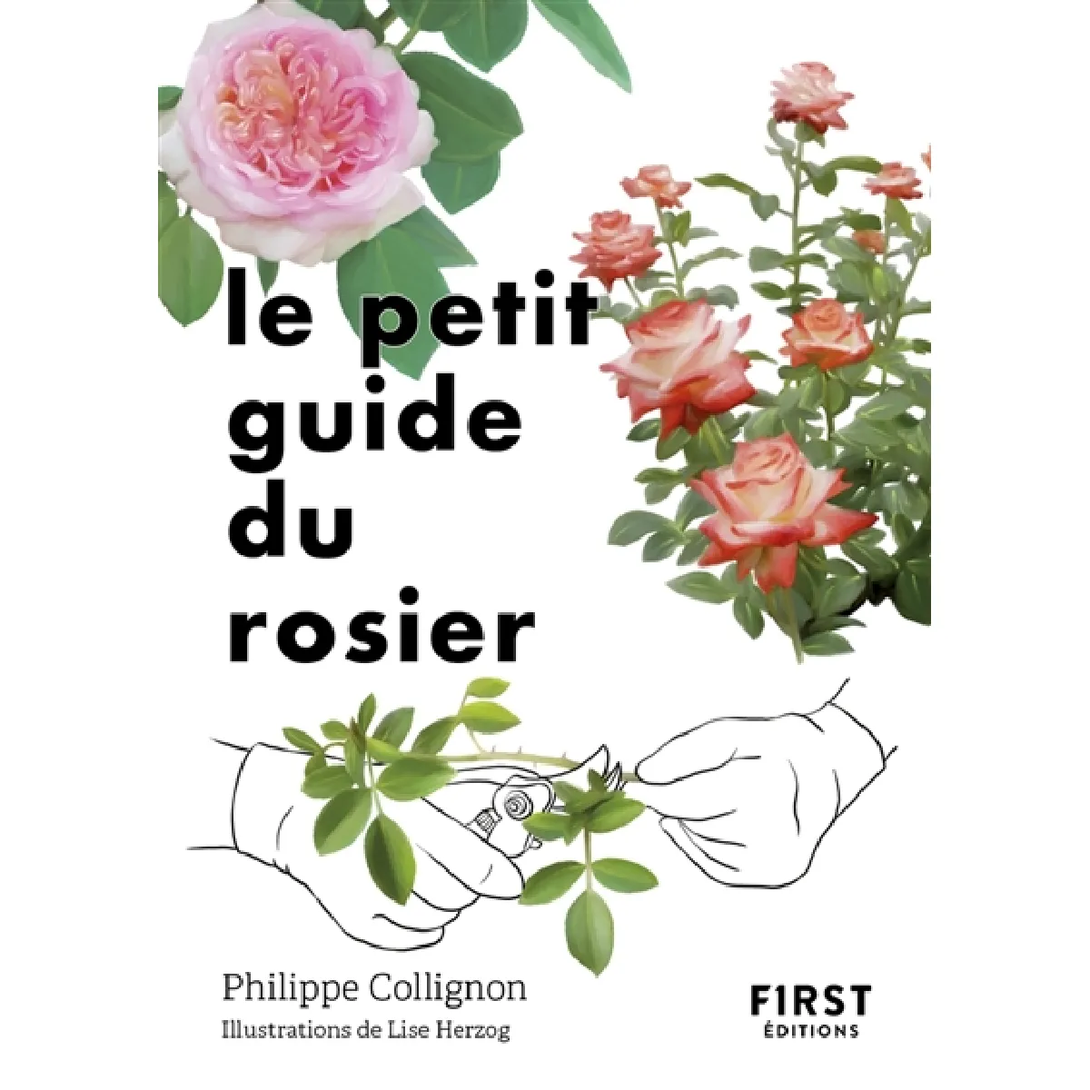 Le petit guide du rosier : 50 variétés à découvrir