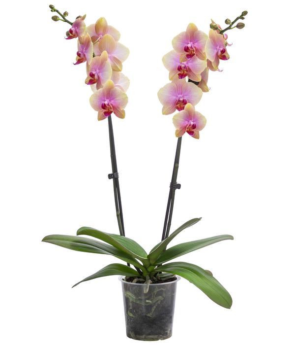 Schmetterlingsorchidee - Phalaenopsis