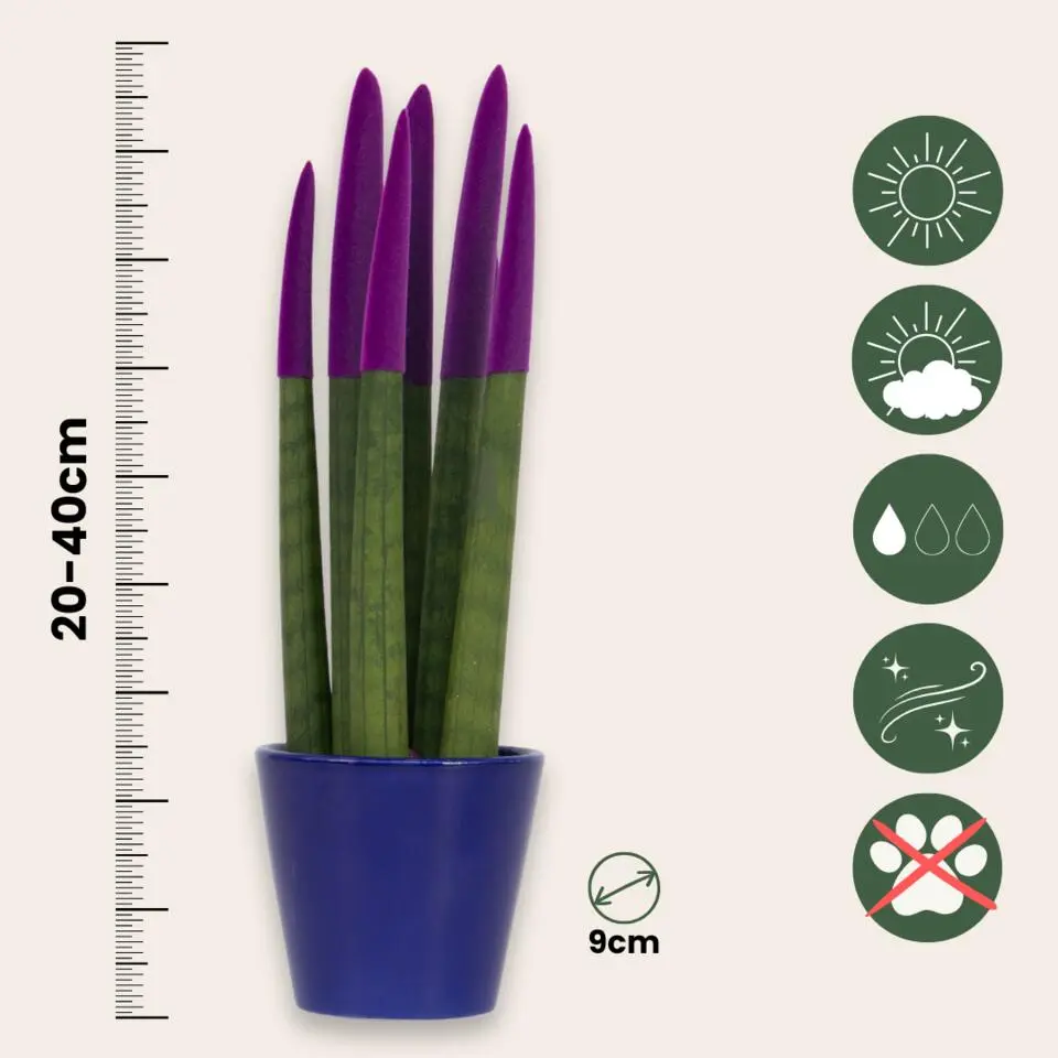 Afrikaanse Speerplant - Sansevieria cylindrica - Hoogte 20-40cm - Pot 9cm
