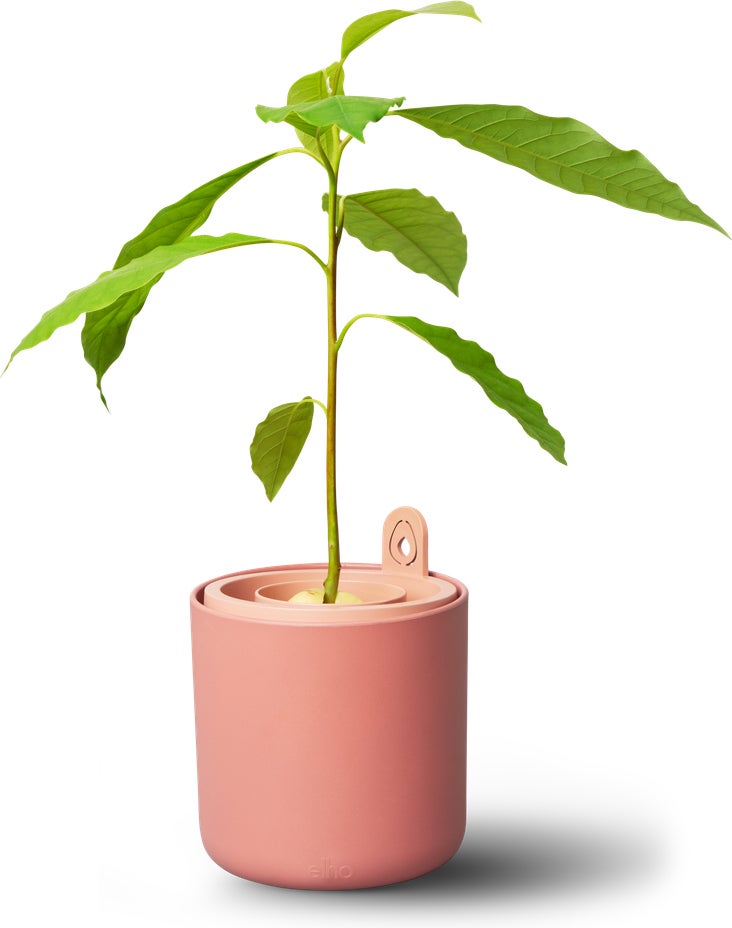 Elho kweekpot Amazing Avocado terracotta D 12 H 12,1 cm