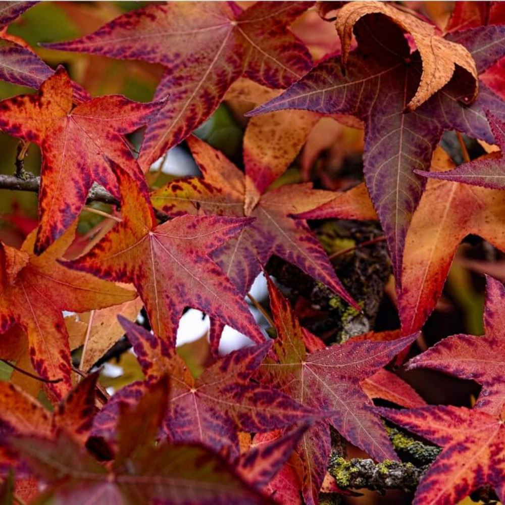 Copalme ou liquidambar (liquidambar styraciflua) - godet - taille 20/40cm