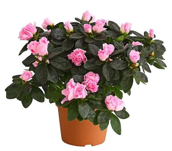 Zimmerazalee - Rhododendron simsii, Busch,