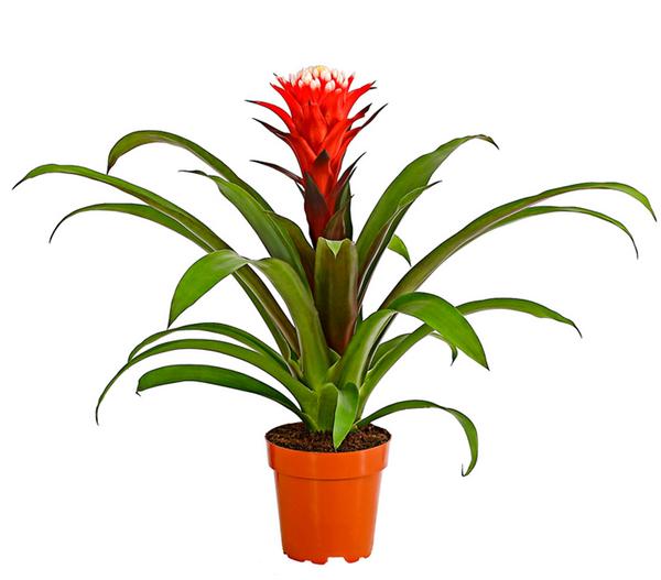 Guzmanie - Guzmania cultivars 'Deseo'