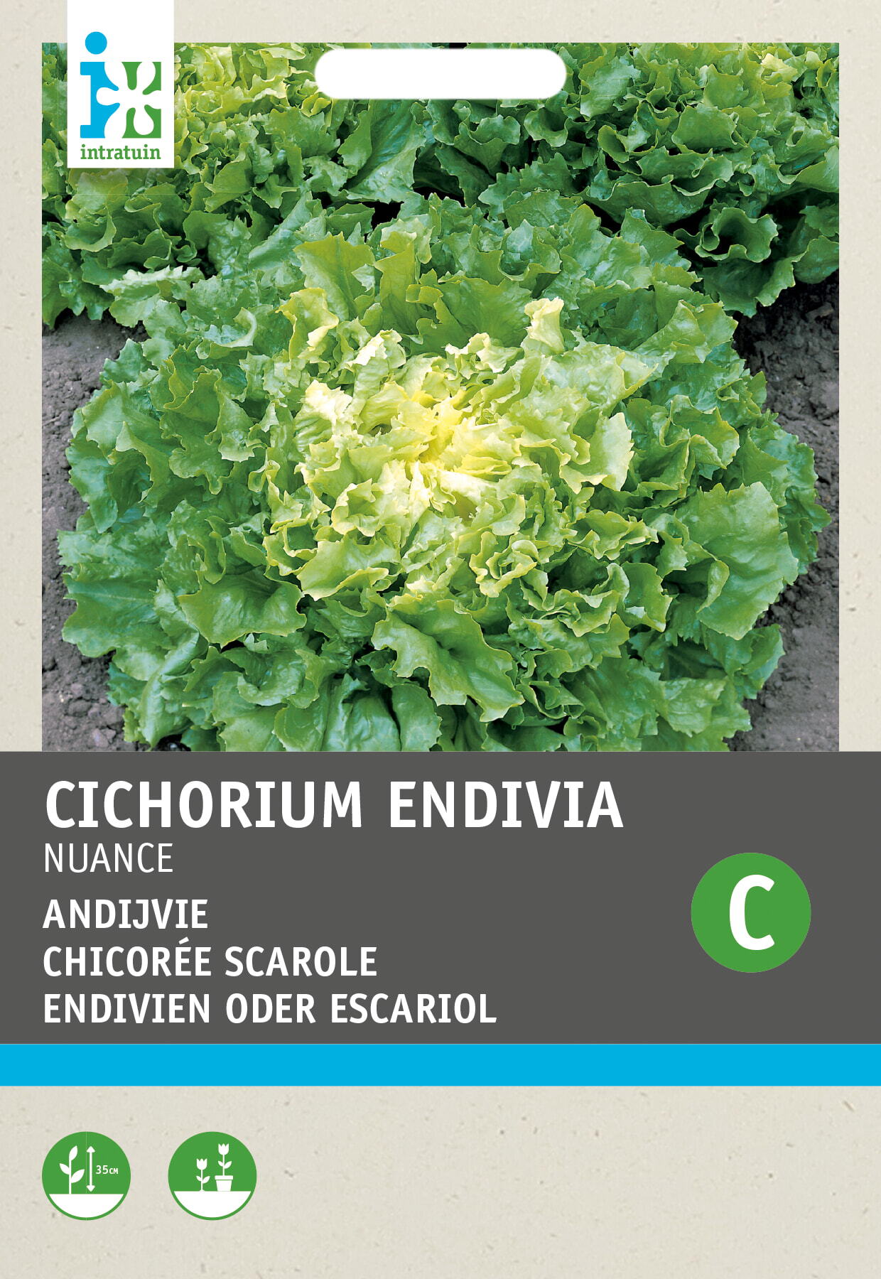 Intratuin groentezaad Andijvie (Cichorium endivia 'Nuance')