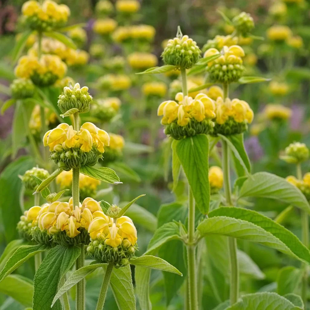 Phlomis russeliana Pagodeblomst Ø11 cm