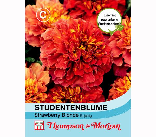 Thompson & Morgan Samen Studentenblume