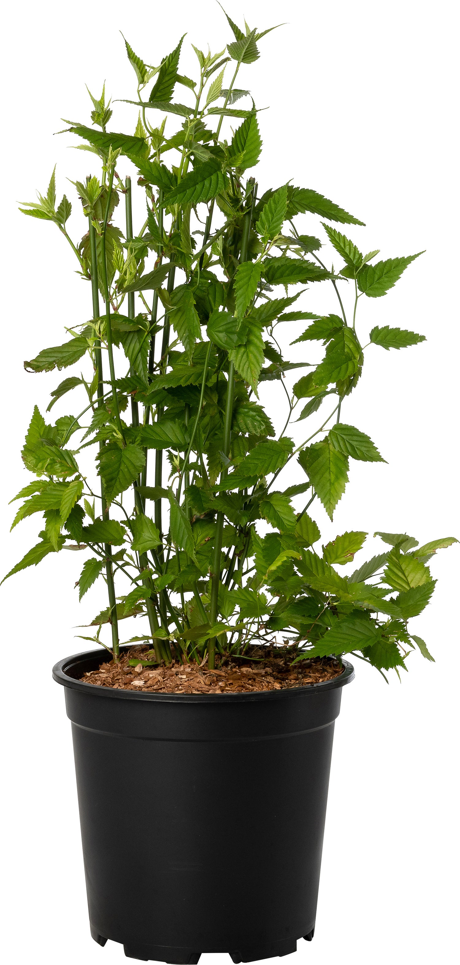 Ranonkelstruik (Kerria japonica 'Pleniflora') D 24 H 60 cm