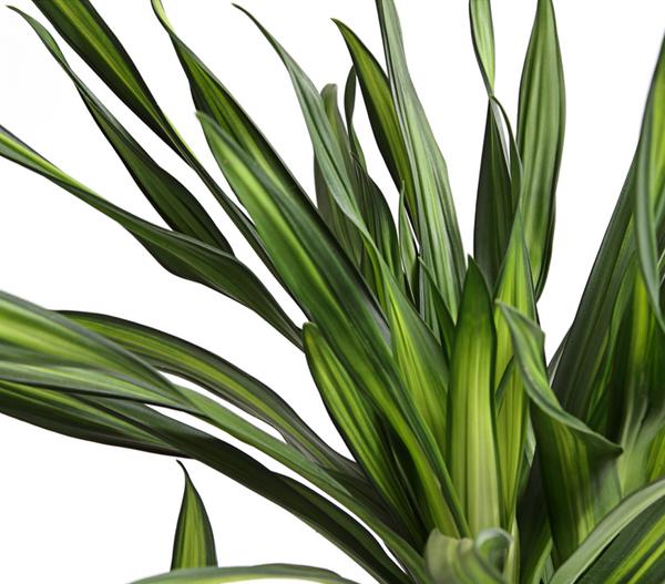 Drachenbaum - Dracaena fragrans 'Rikki'