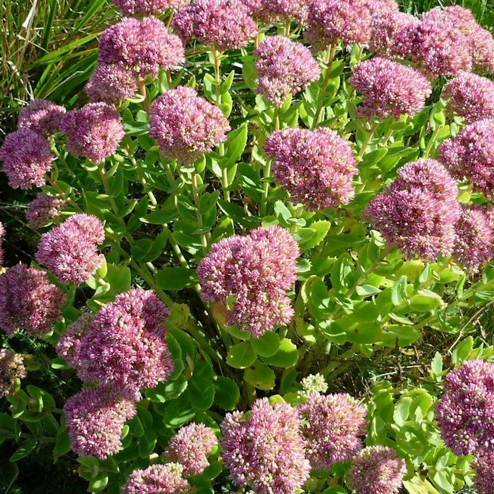 Orpin spectabilis carmen/sedum spectabilis carmen[-]godet