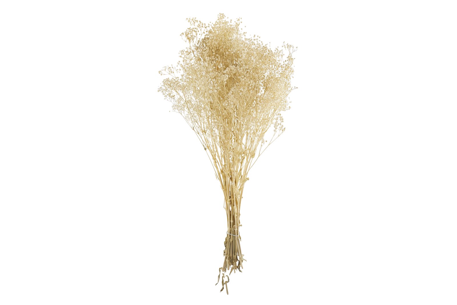Brudeslør tørkede blomster Hvit/beige H75 cm