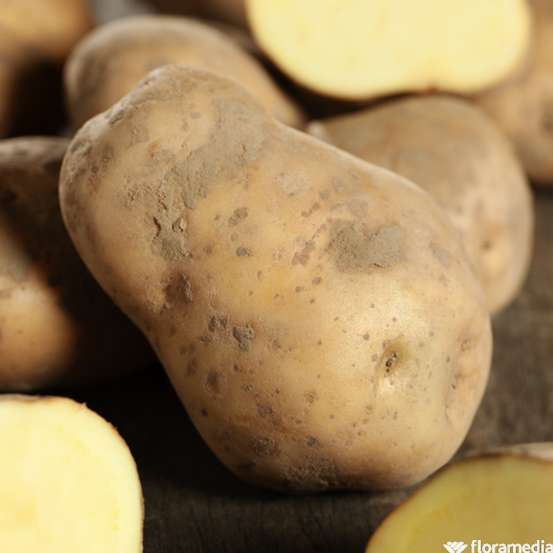 Plants de pommes de terre 'Bintje' en sac - 3 kg