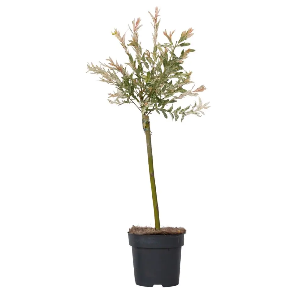 Bonte Wilg - Salix integra ´Flamingo' - Hoogte 60-80cm - Pot 17cm
