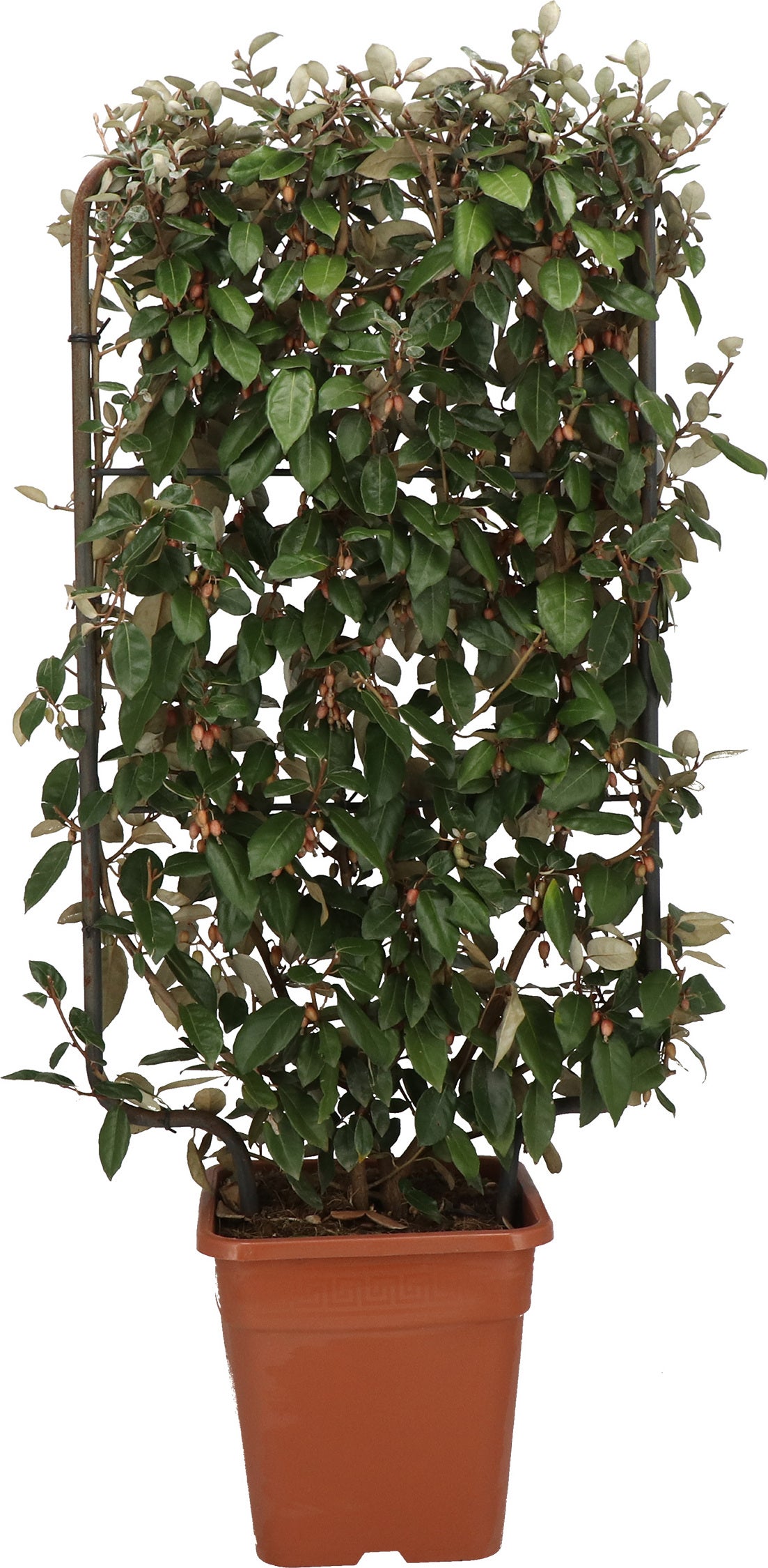 Olijfwilg op rek (Elaeagnus ebbingei) D 30 H 120 cm