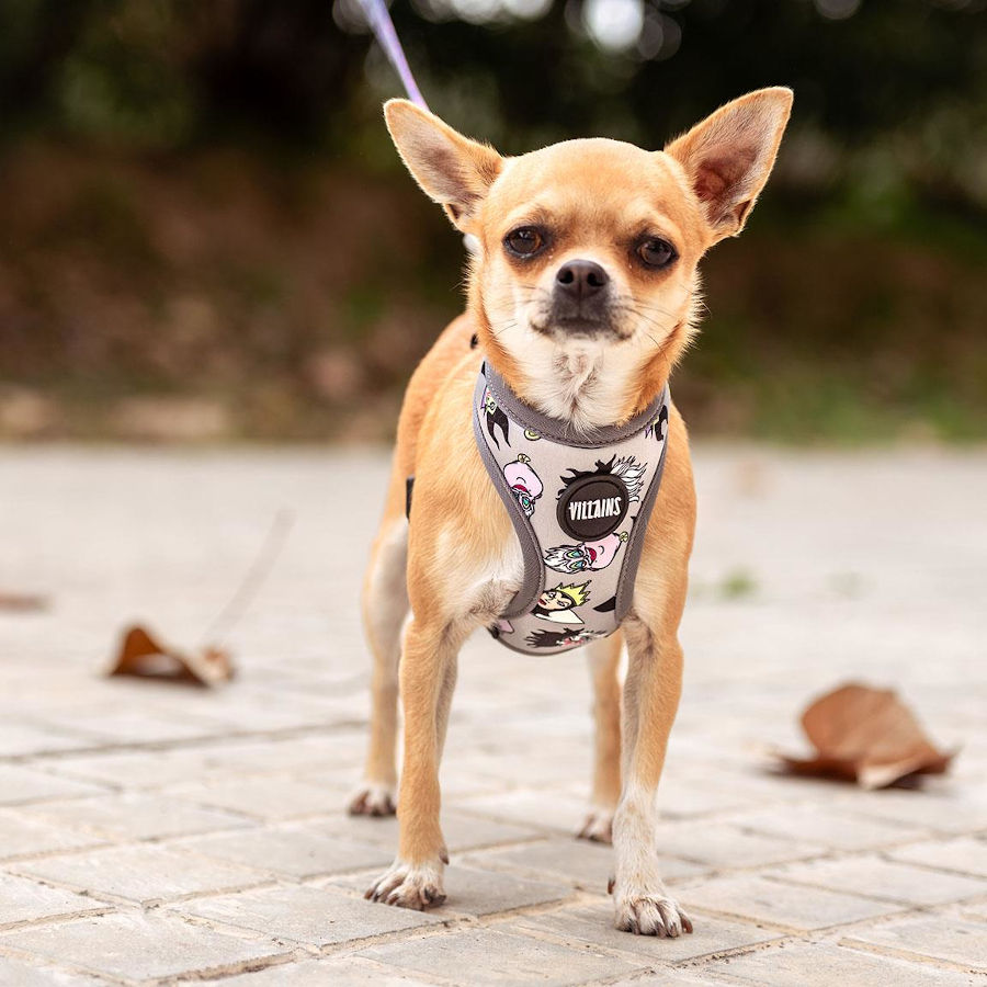 Coleira Premium para Cães dos Vilões da Disney