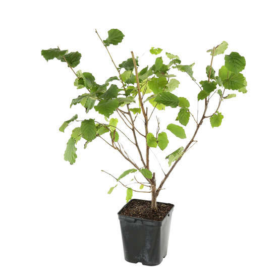 Noisetier 'Longue d'Espagne' : pot de 5 litres