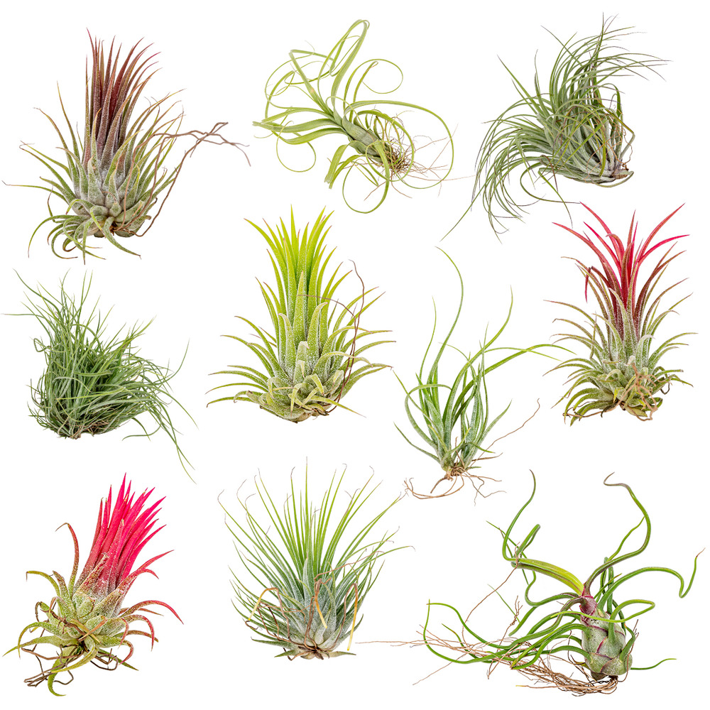 10x tillandsia mix - plantes aériennes - plante d'intérieur - facile d'entretien