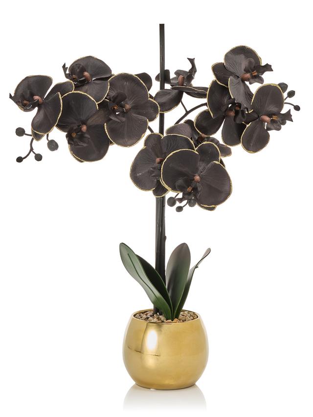 Phalaenopsis im goldfarbenen Keramiktopf, 12,50 x 10,5 cm