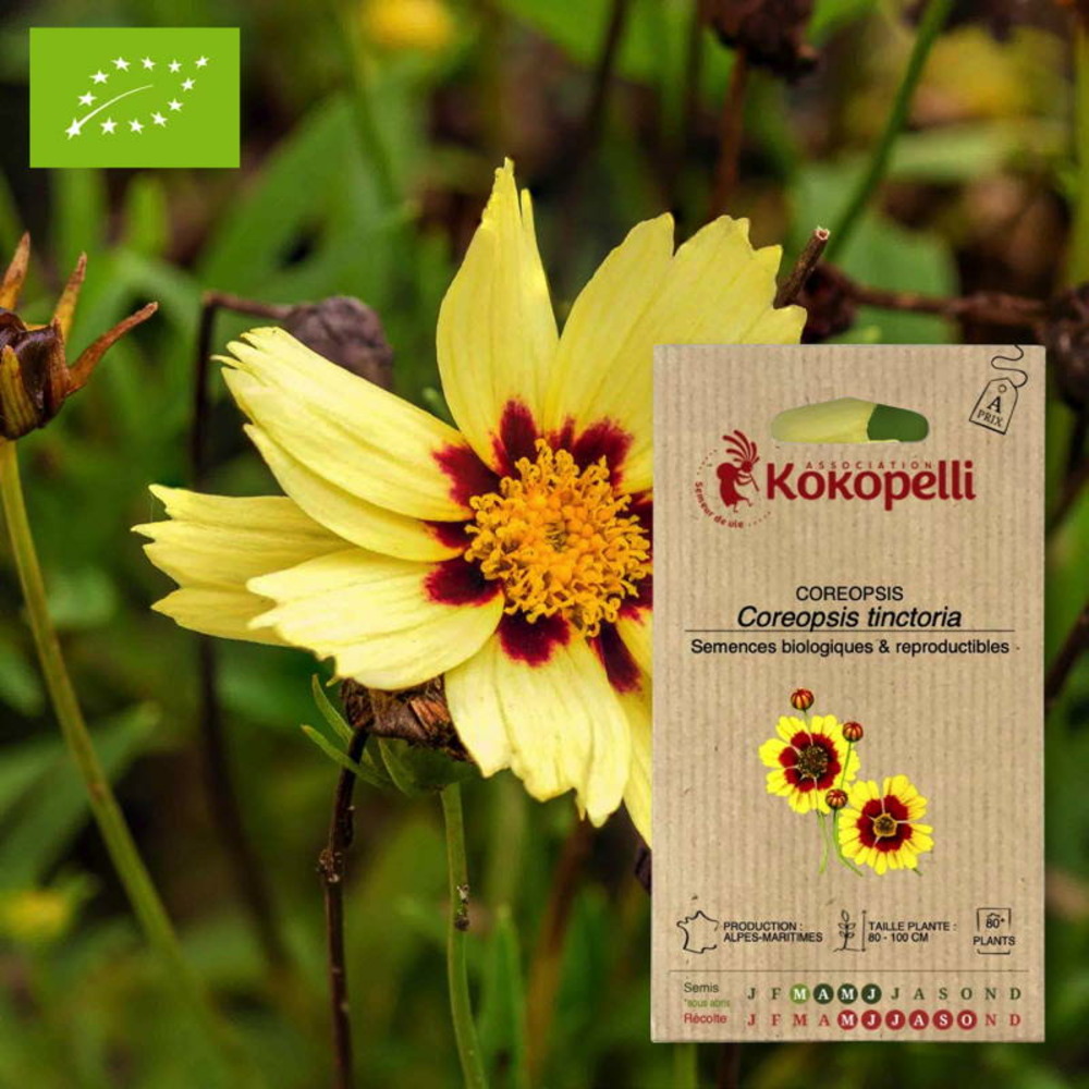 Sachet de graines bio à semercoreopsis coréopsis des teinturiers