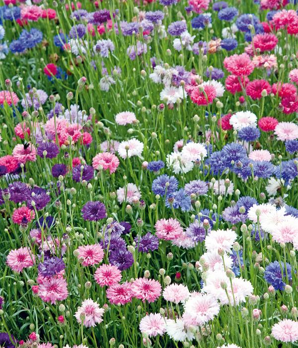 Dehner Saatband Kornblume 'Gefüllte