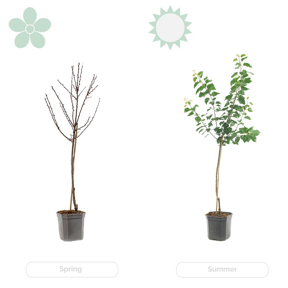 Citrus limon - citronnier - arbre fruitier - persistant - ⌀21 cm - ↕70-80 cm