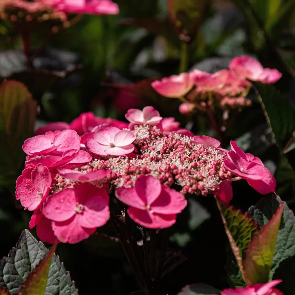 Hortensia - Set van 2 - Hydrangea serrata 'Dare Devil' - Hoogte 19cm