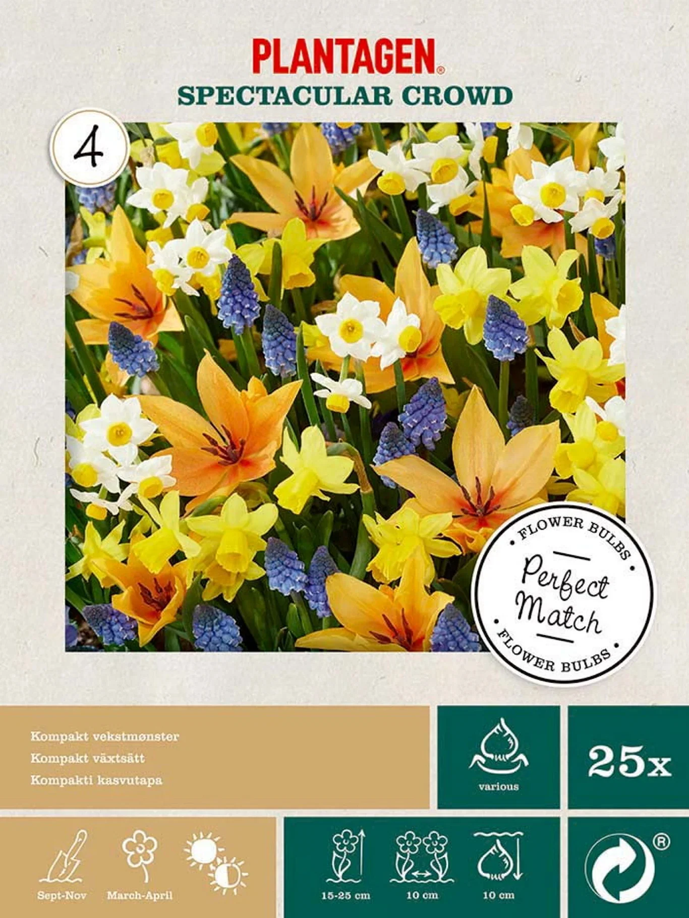 Tulipa praestans, Narcissus tazetta, Narcissus x cyclazetta, Muscari armeniacum Blomsterløk mix Spectacular Crowd