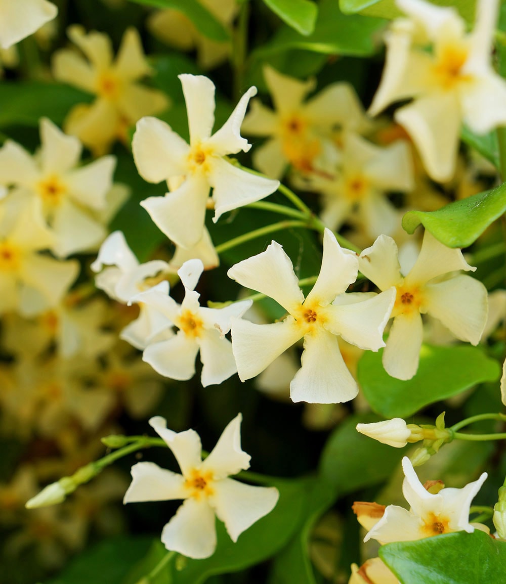 Winterharter Jasmin 'Star of Toscane®'