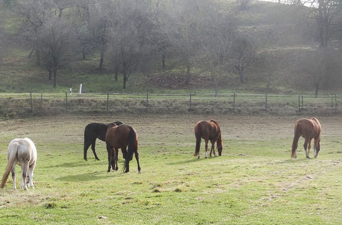 Reitstunde Diebach