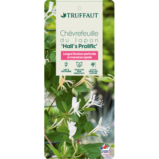 Lonicera japonica Hall's Prolific : ctr de 3 Litres