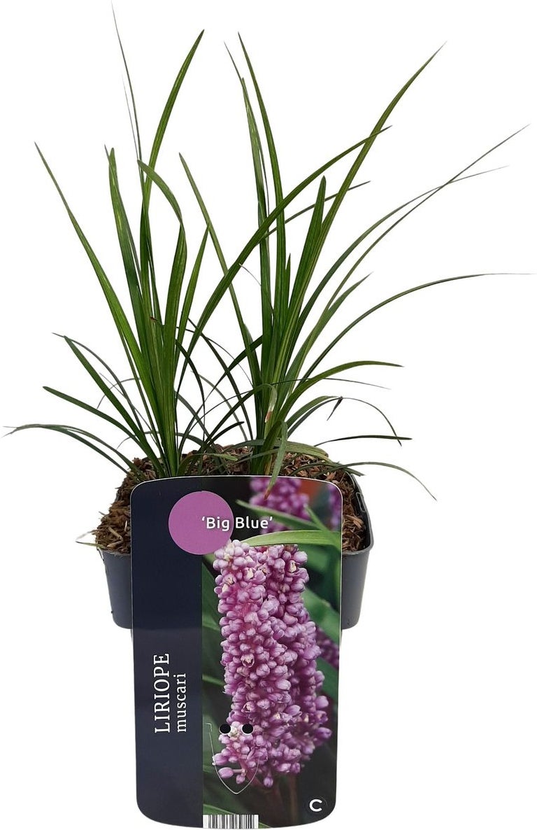 Leliegras (Liriope muscari 'Big Blue') D 17 H 30 cm