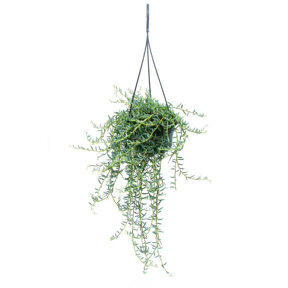 Senecio hallianus ampelpflanze - curio hallianus au feu de circulation 14cm - suspendu