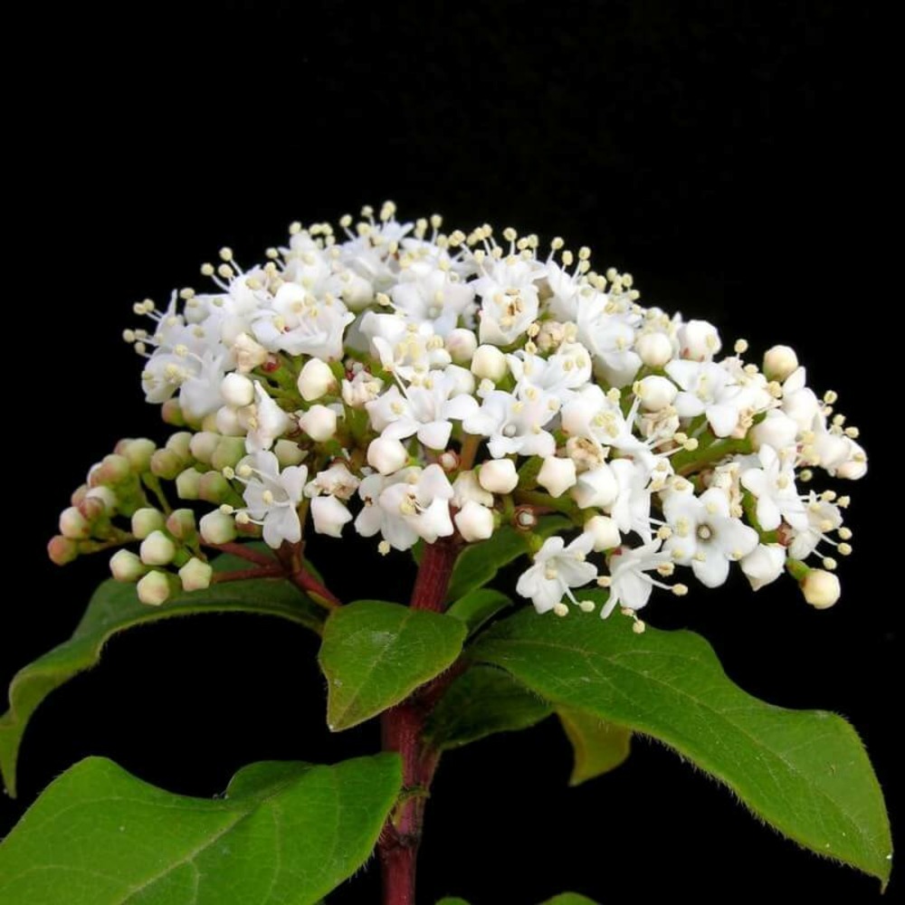 Laurier tin (viburnum tinus) - godet - taille 13/25cm