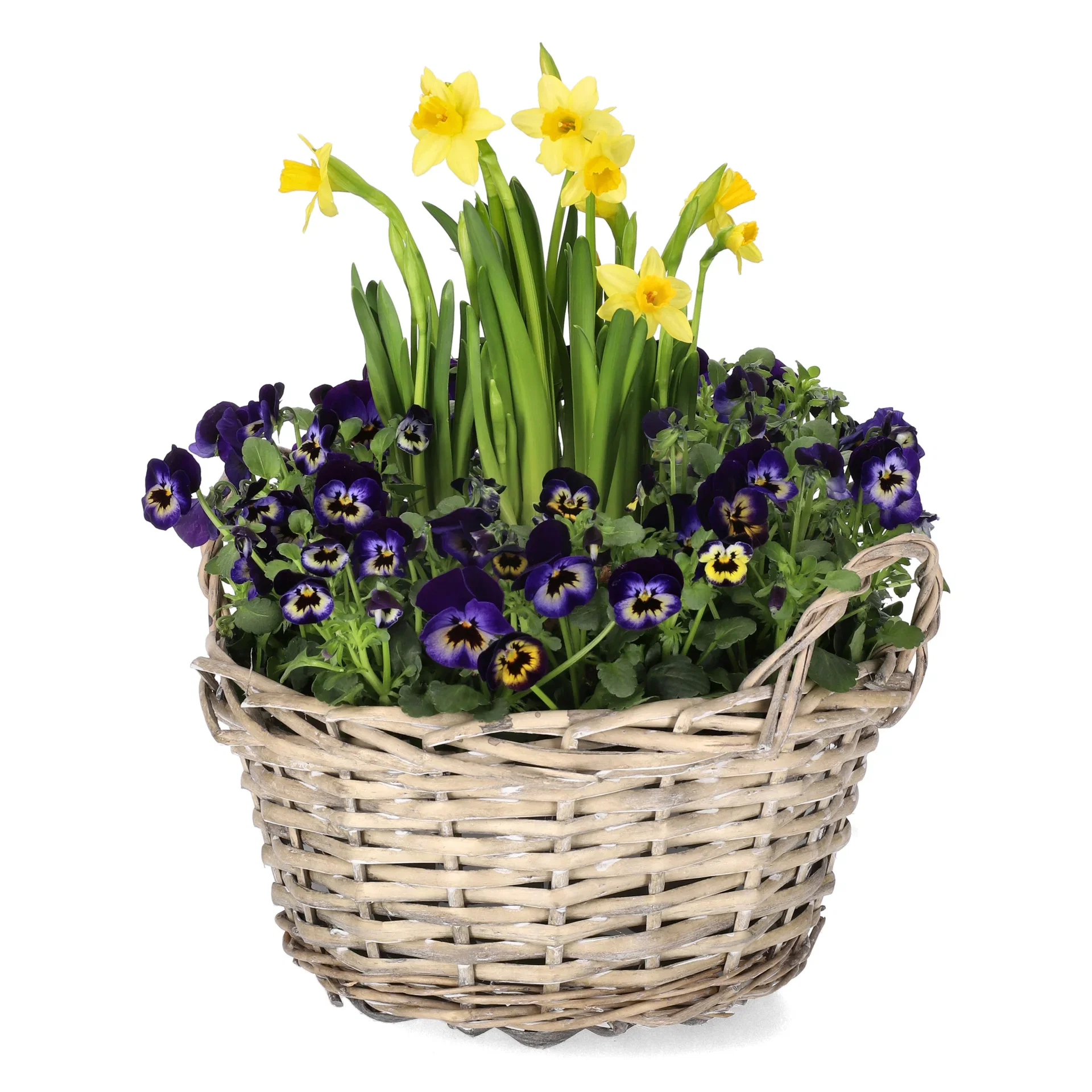 Viola x wittrockiana, Narcissus x cyclazetta 'Tête-à-Tête' Stemor og påskelilje Ø21 cm
