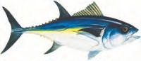 Sticker Bluefin Tuna Bluefin Tuna environ 6 cm* 3 cm