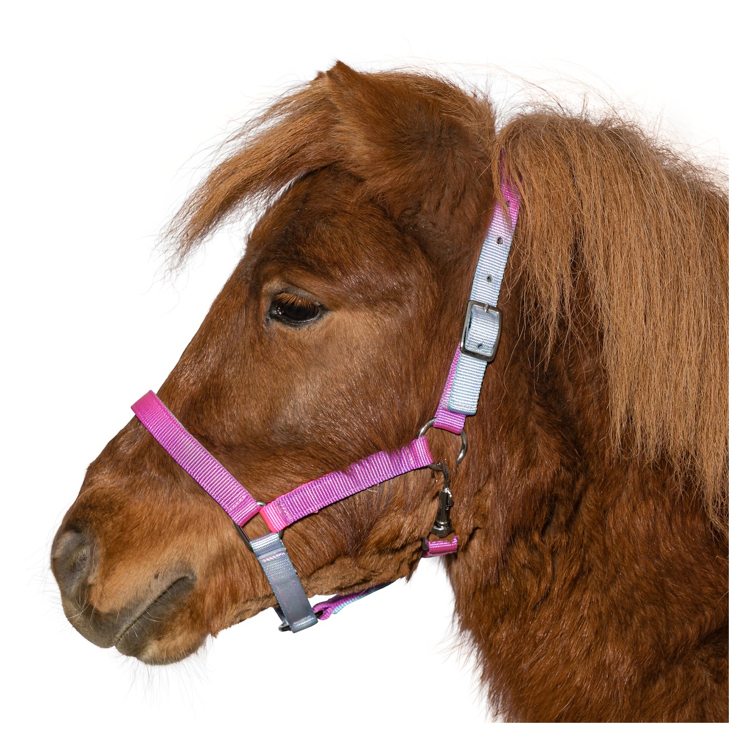 black forest Halfter Solihull  - lila/pink/blau