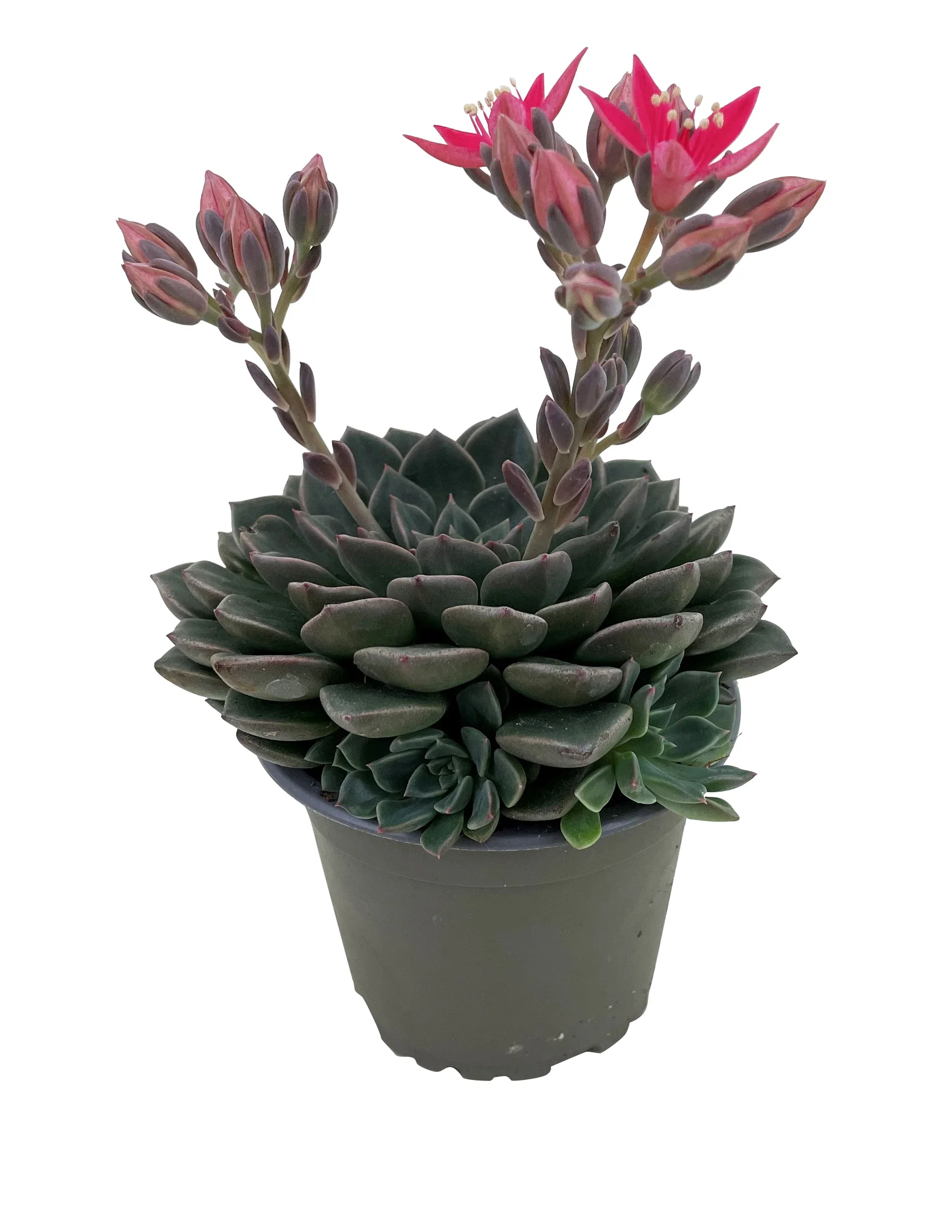 Graptopetalum bellum 'Tacitus' Graptopetalum bellum 'Tacitus' Ø9 cm