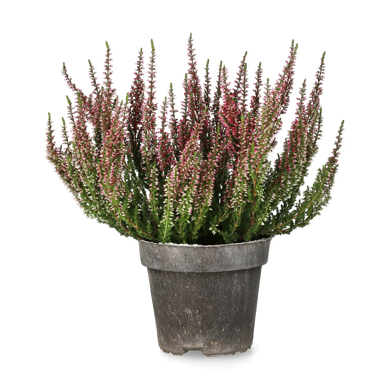 Calluna vulgaris (Garden Girls Series) Røsslyng Garden Girls Ø12 cm