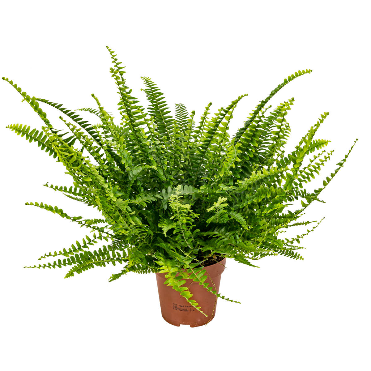 Fougère de boston - nephrolepis par unité - plante d’intérieur dépolluante en pot de culture ⌀12 cm - ↕40 cm