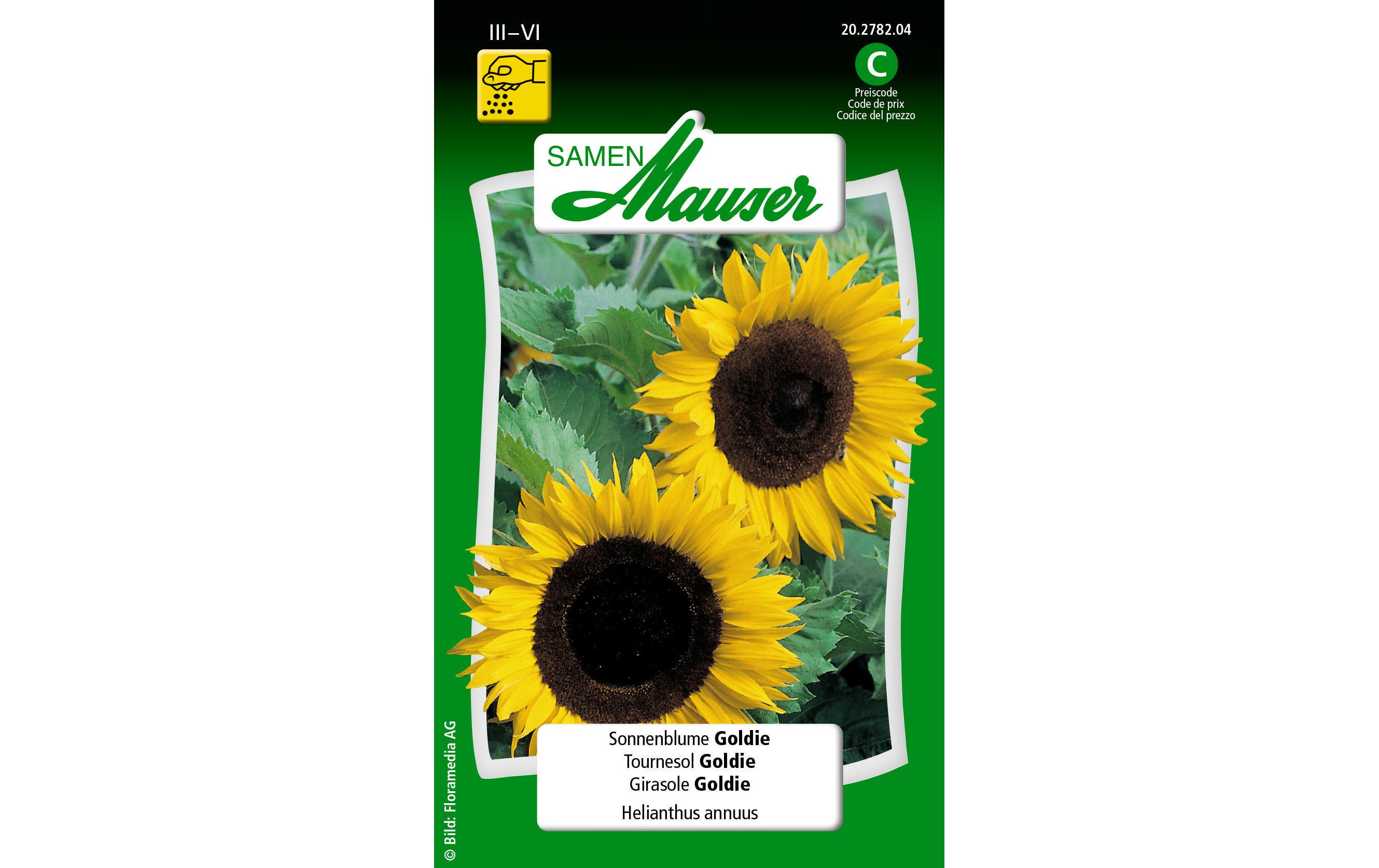 Saatgut Sonnenblume GoldieBlumensamen