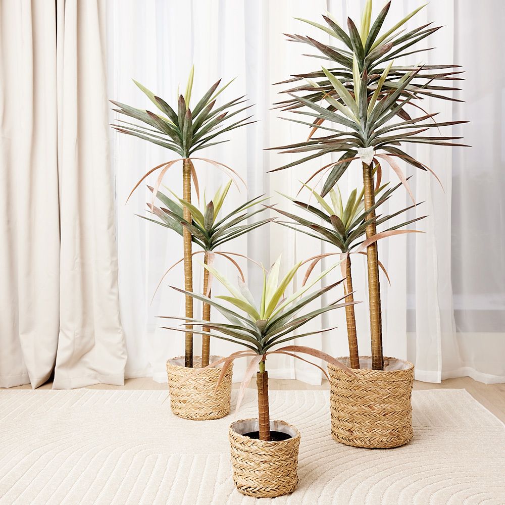 Plante dracaena