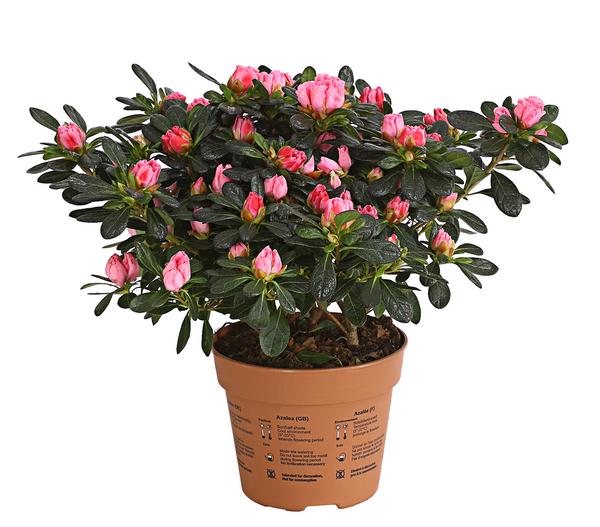 Zimmerazalee - Rhododendron simsii 'Scherrer'