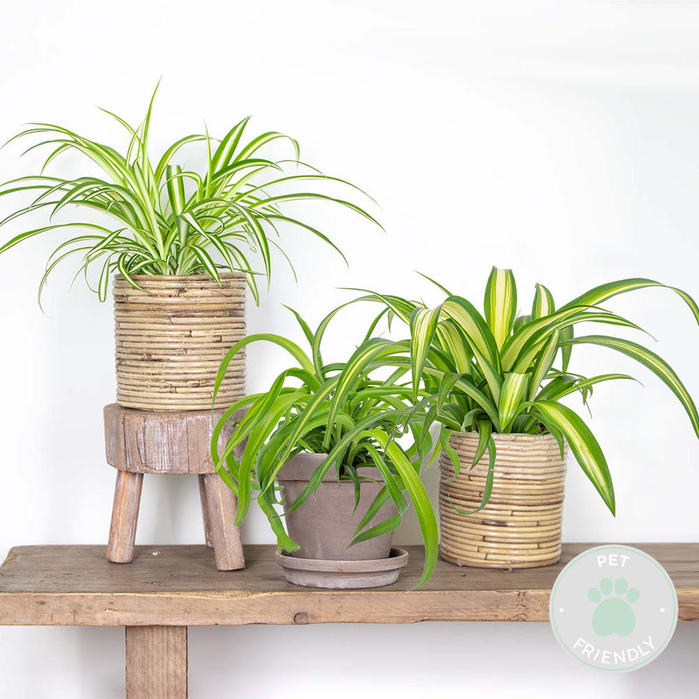 3x grass lily mix - grass lily - plantes d'intérieur - purificateur d'air – ⌀12 cm - ↕20-25 cm