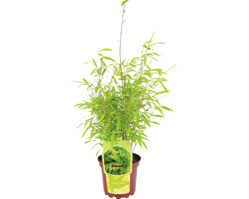 Bolvormige tuinbamboe Fargesia nitida Volcano H 30-40 cm Co 2 L